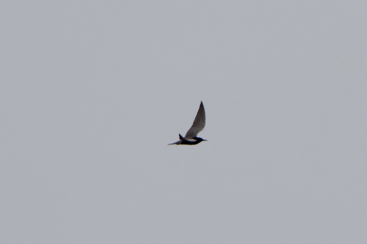 Black Tern - ML618911528
