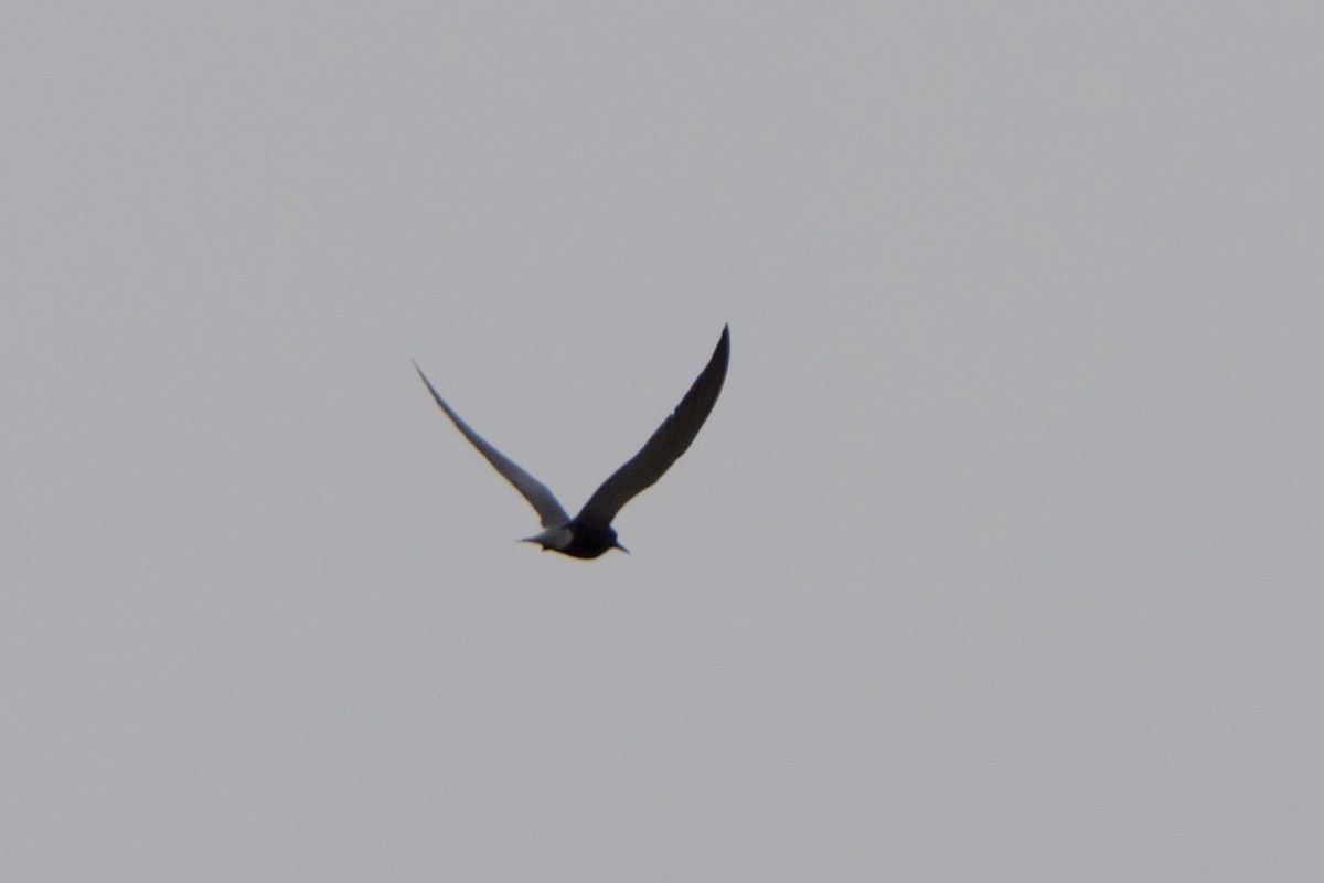 Black Tern - ML618911530