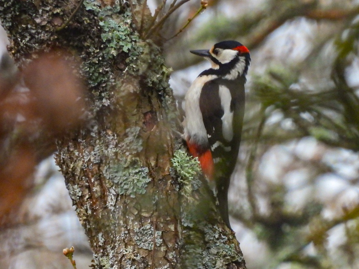 Great Spotted Woodpecker - ML618911555