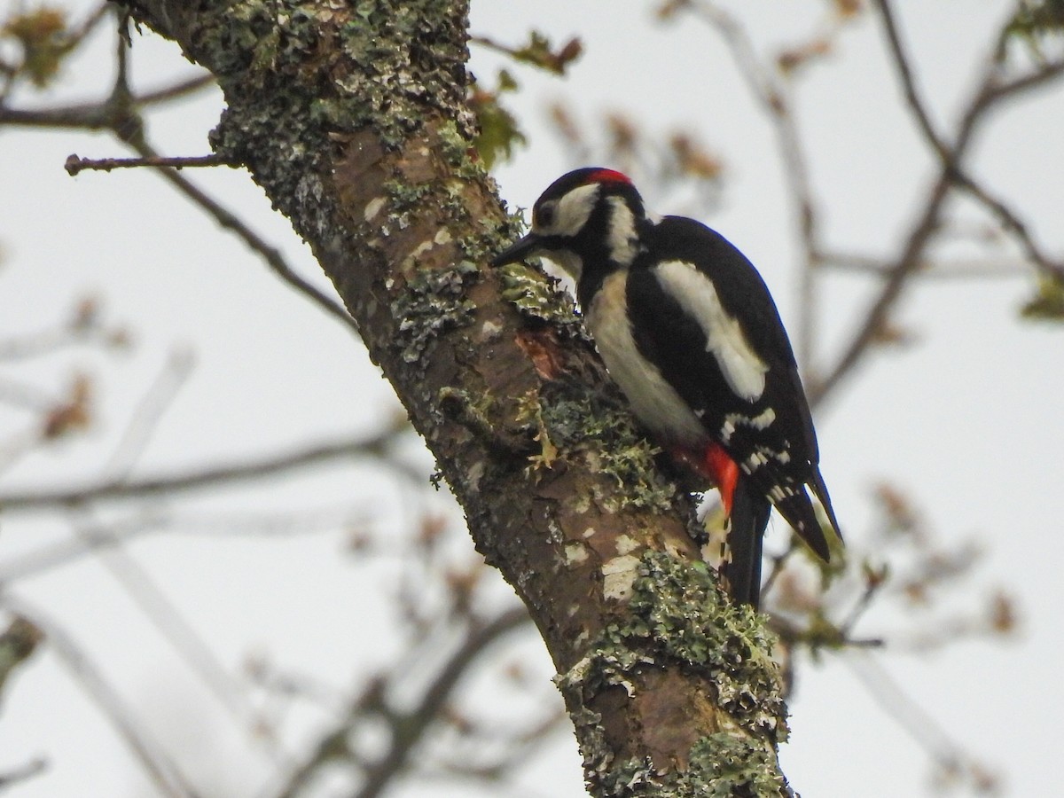 Great Spotted Woodpecker - José Ramón Martínez