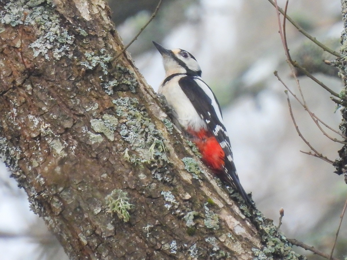 Great Spotted Woodpecker - ML618911557