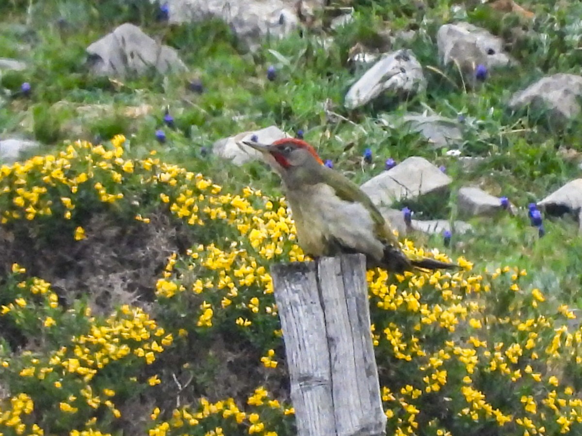 Iberian Green Woodpecker - ML618911600