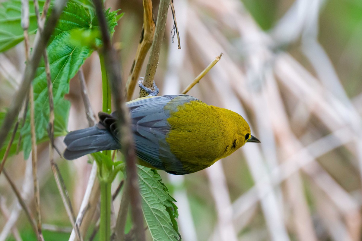 Prothonotary Warbler - ML618911644