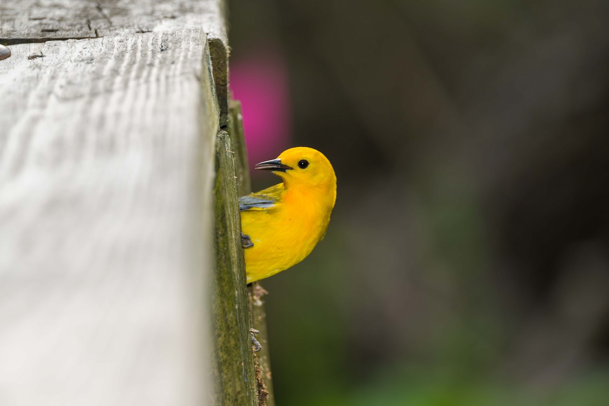 Prothonotary Warbler - ML618911679