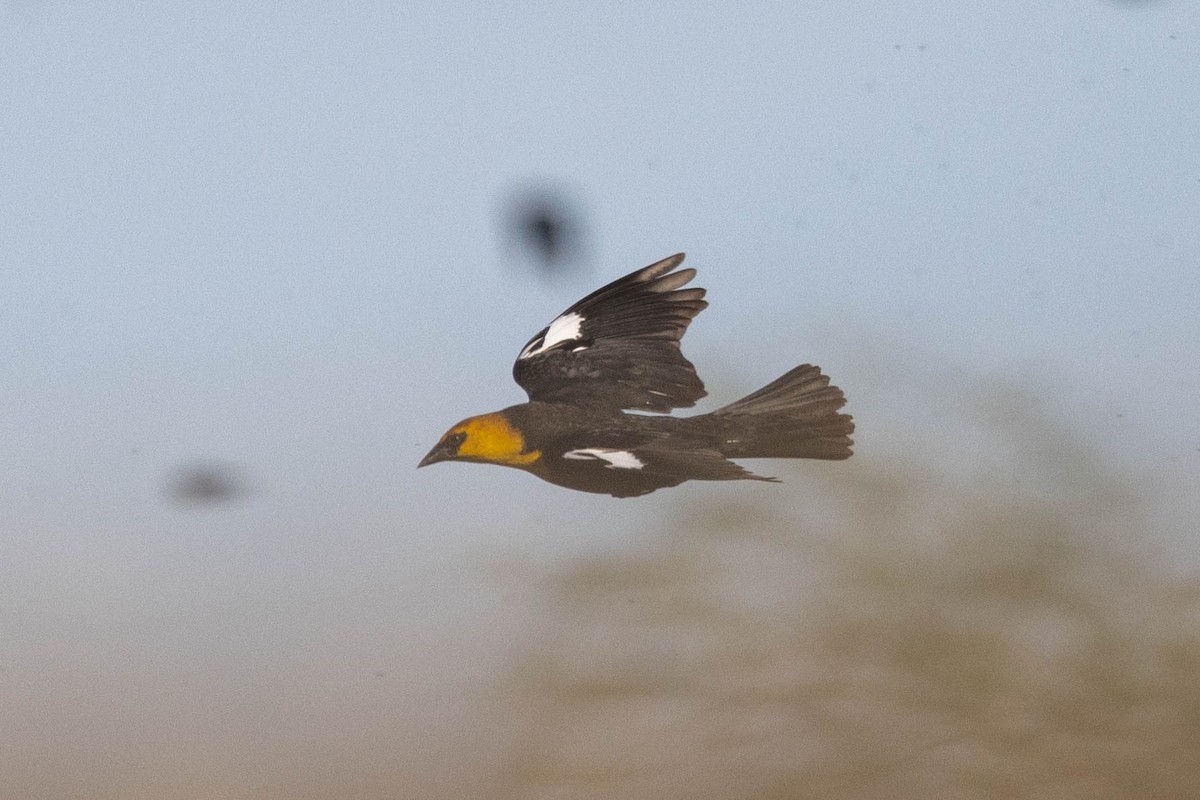 Yellow-headed Blackbird - ML618911682
