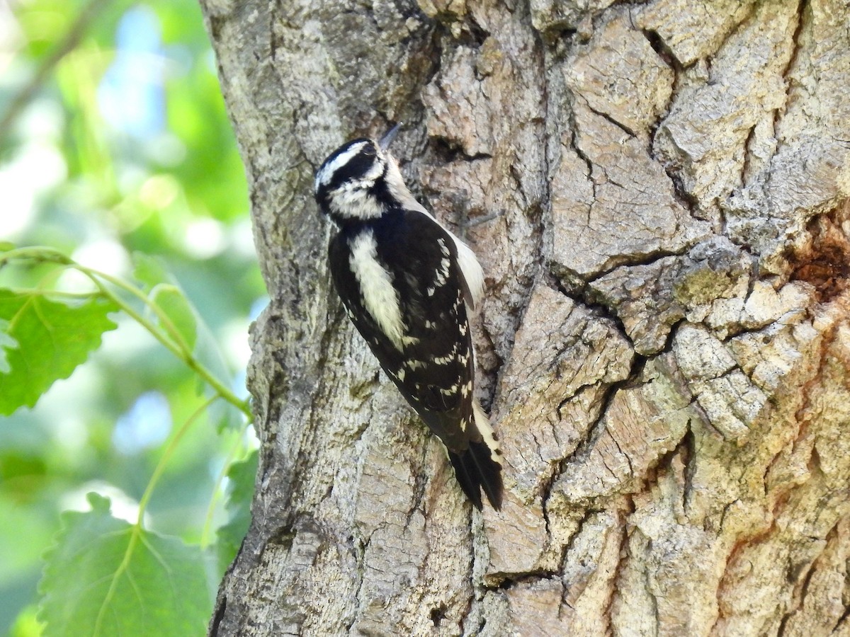 Downy Woodpecker - ML618911687
