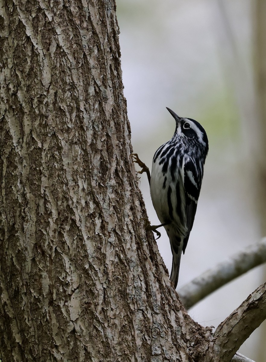 Black-and-white Warbler - ML618911717
