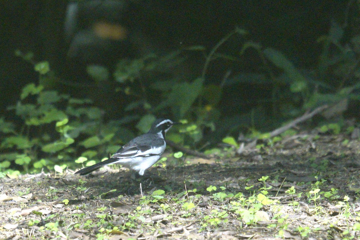 African Pied Wagtail - Mike Pennington