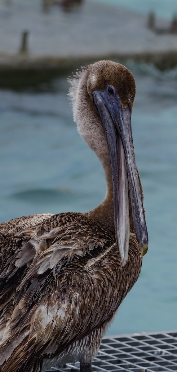 Brown Pelican (Atlantic) - Roger Horn