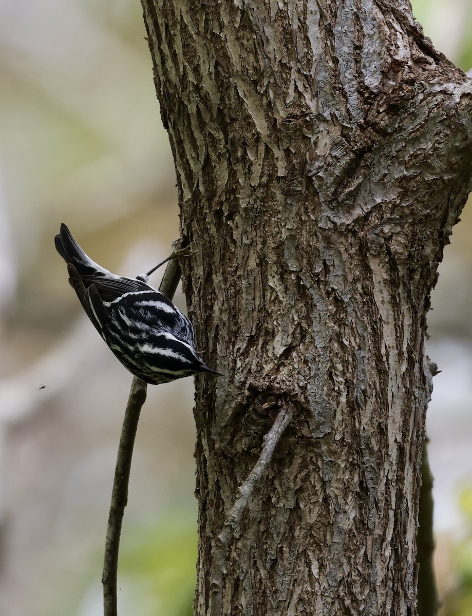Black-and-white Warbler - ML618911795
