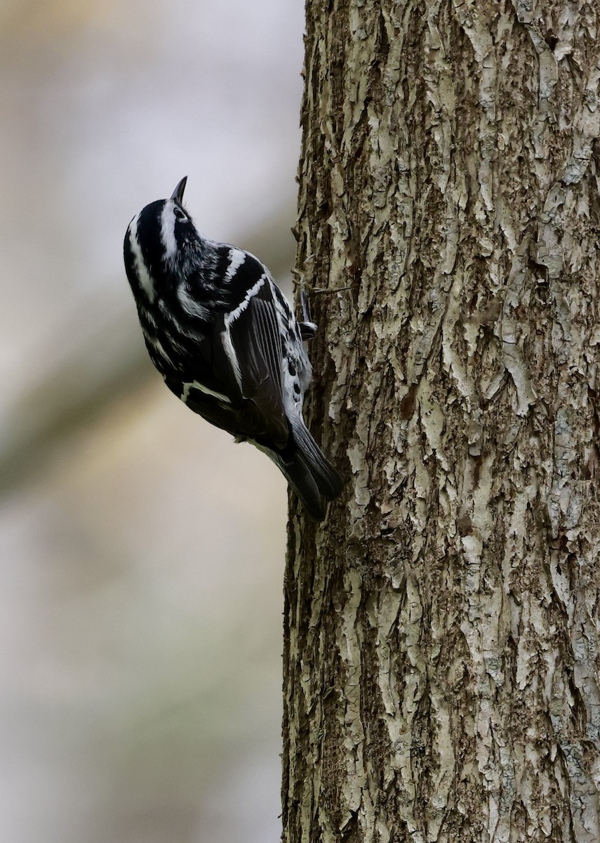 Black-and-white Warbler - ML618911833