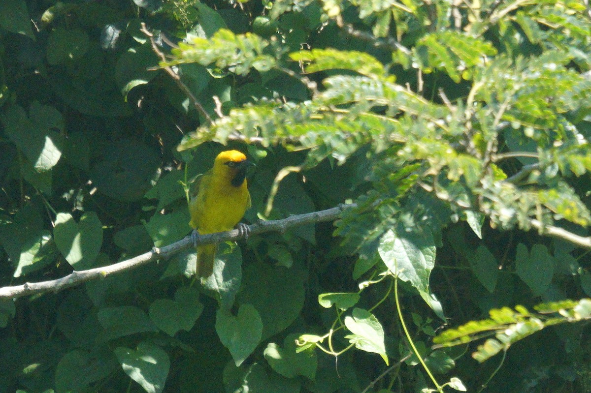 Spectacled Weaver - Mike Pennington
