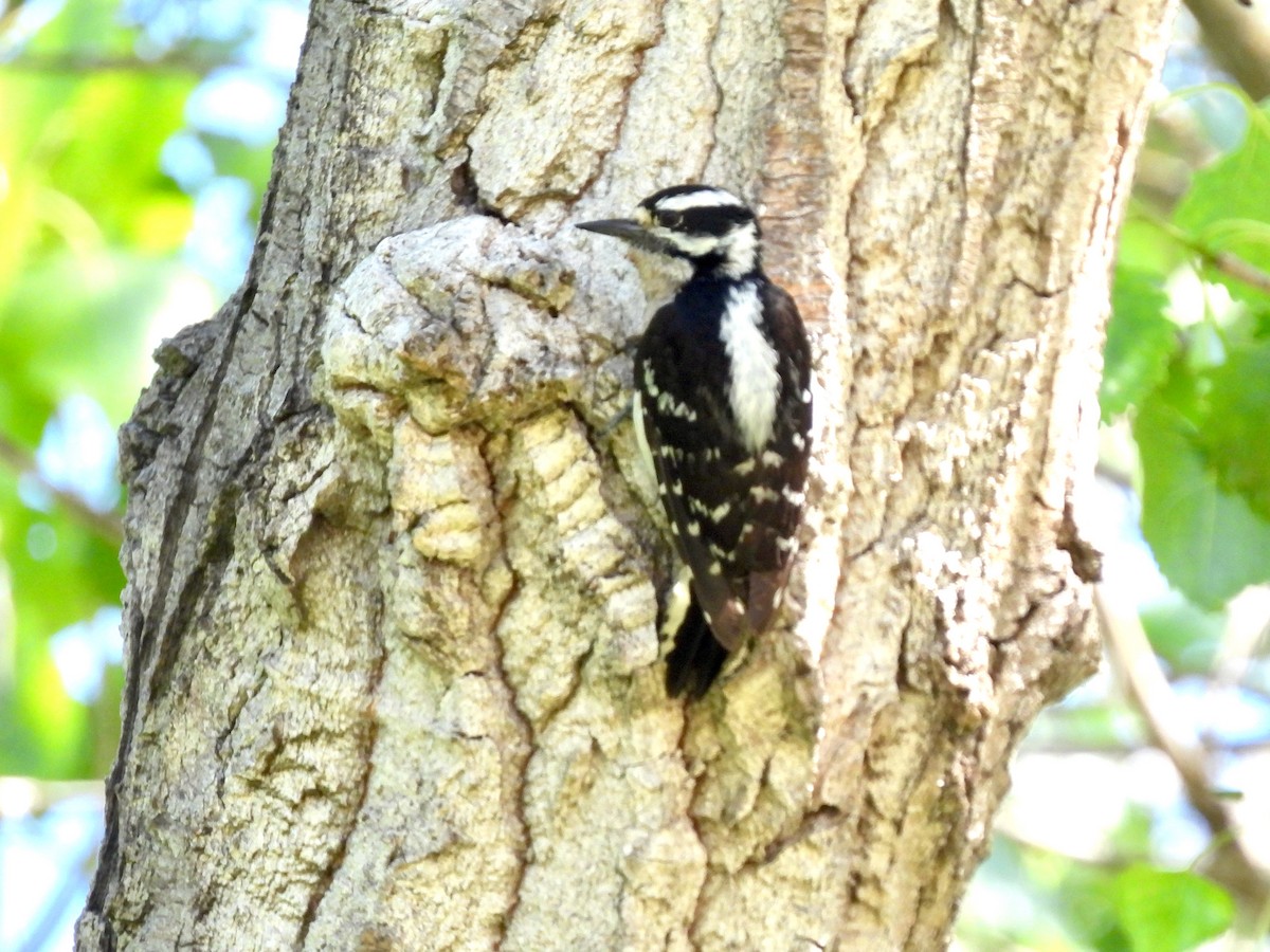 Downy Woodpecker - Martha Wild
