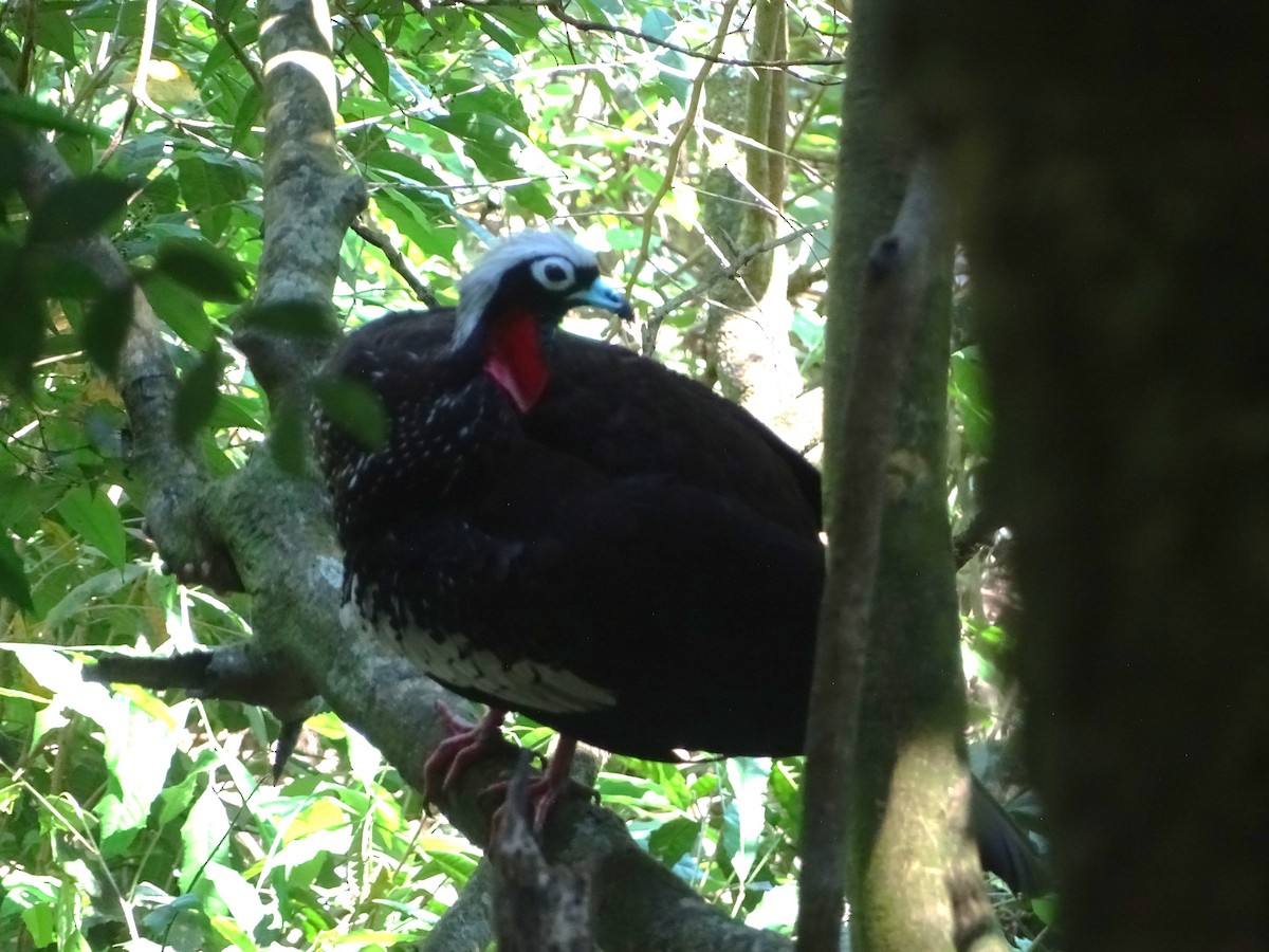 Black-fronted Piping-Guan - ML618911877