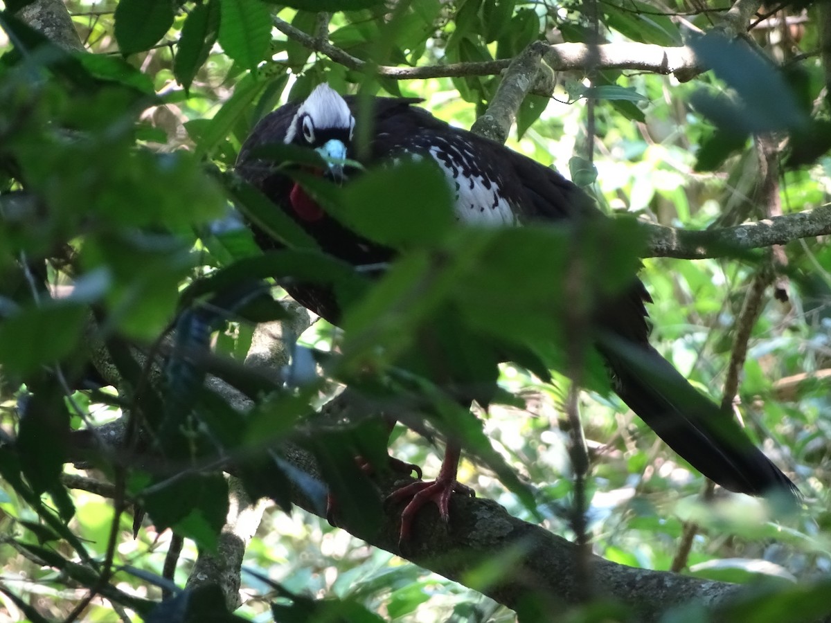 Black-fronted Piping-Guan - ML618911881