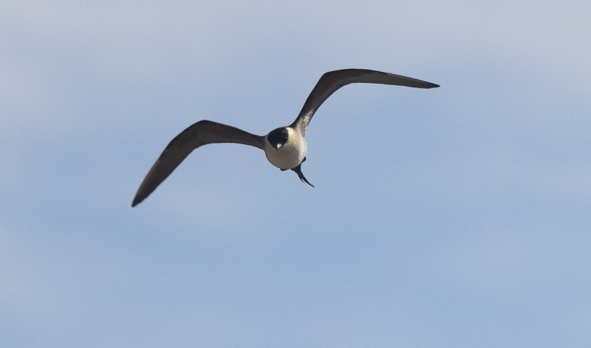 Long-tailed Jaeger - ML618911913