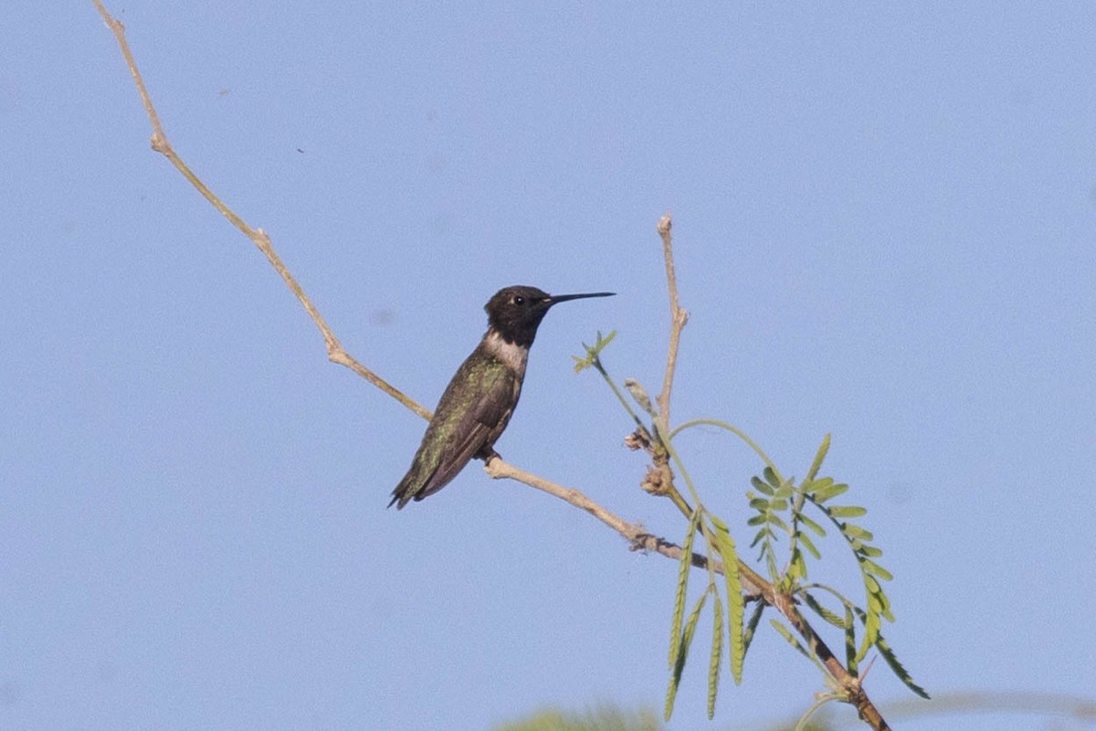 Black-chinned Hummingbird - ML618911922