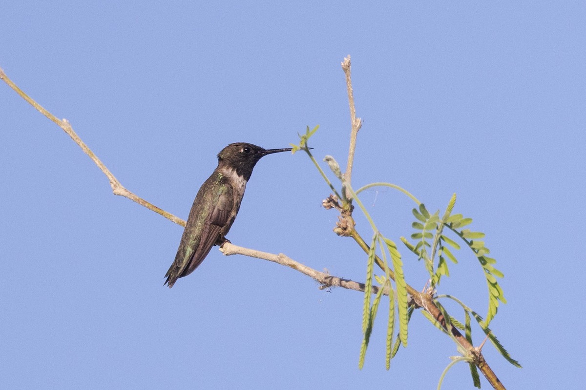 Black-chinned Hummingbird - ML618911923
