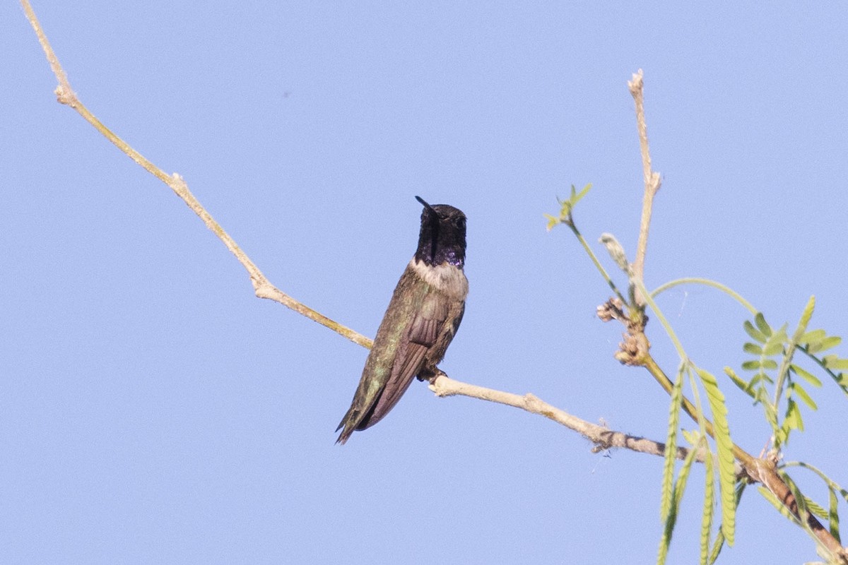 Black-chinned Hummingbird - Kenny Younger
