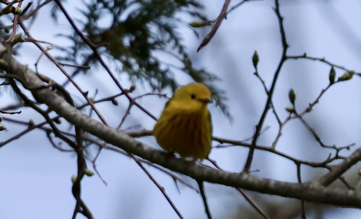 Yellow Warbler - ML618911925