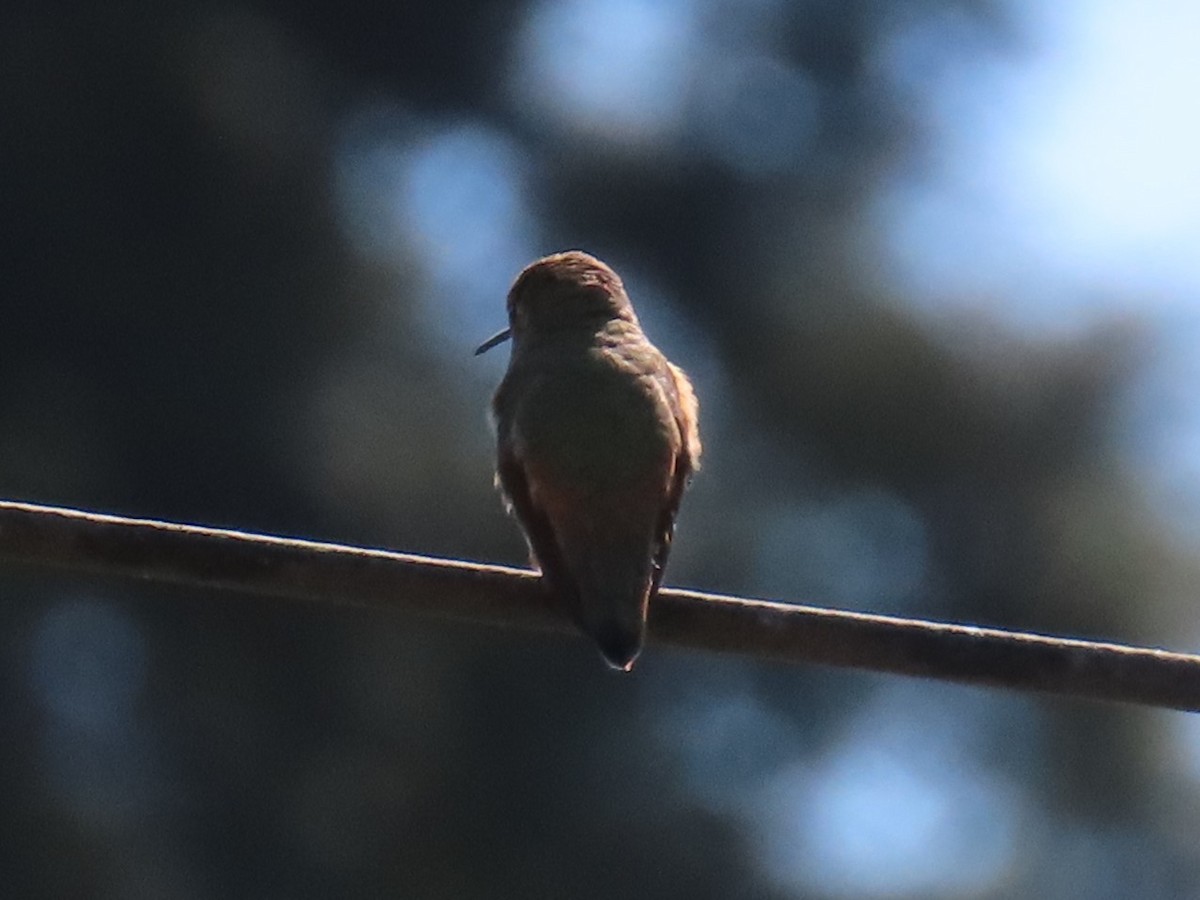 Anna's Hummingbird - Gayle Dangers-Meusel