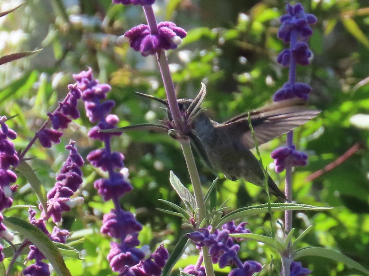 Anna's Hummingbird - ML618911928