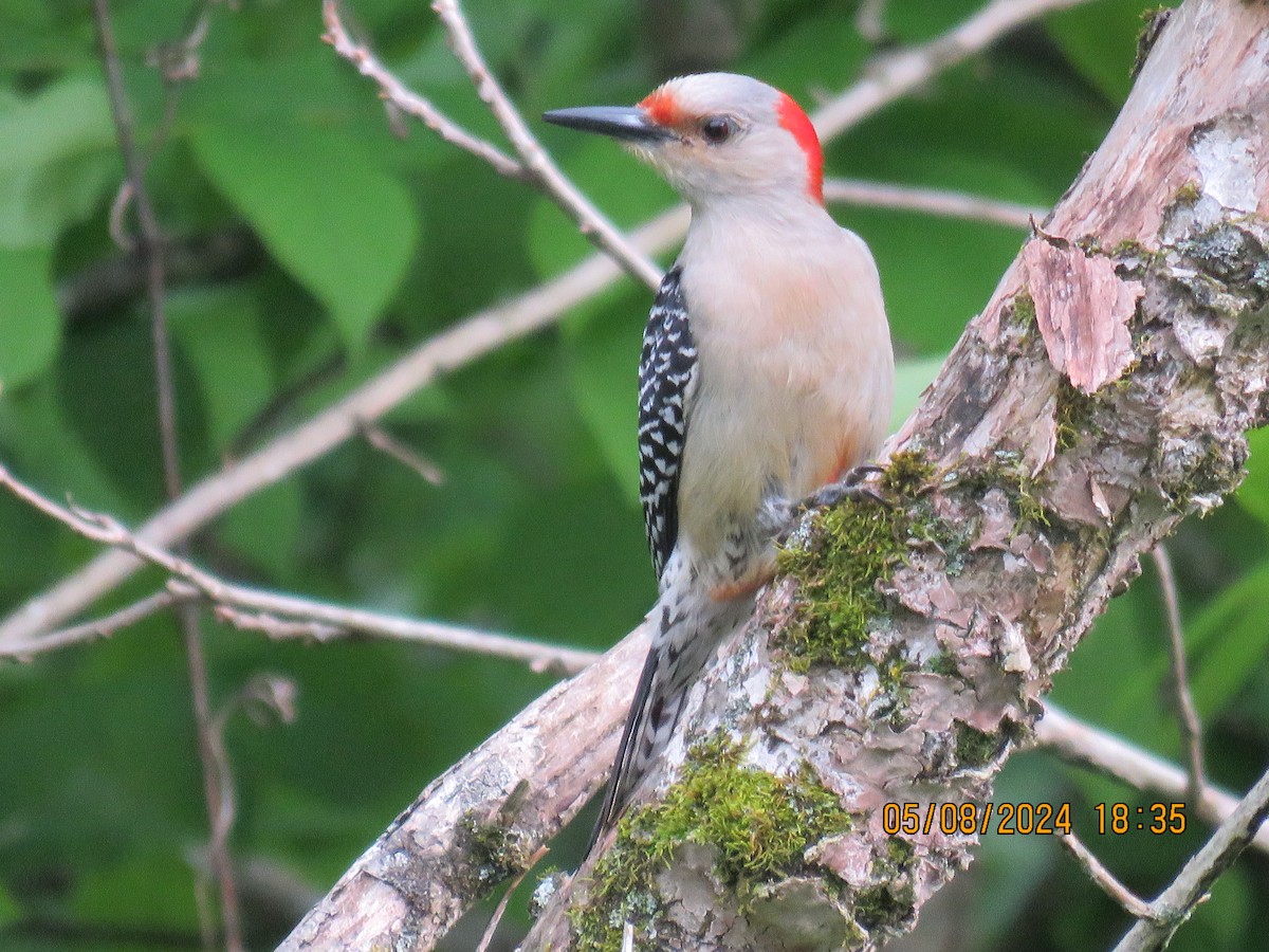 Red-bellied Woodpecker - ML618911975