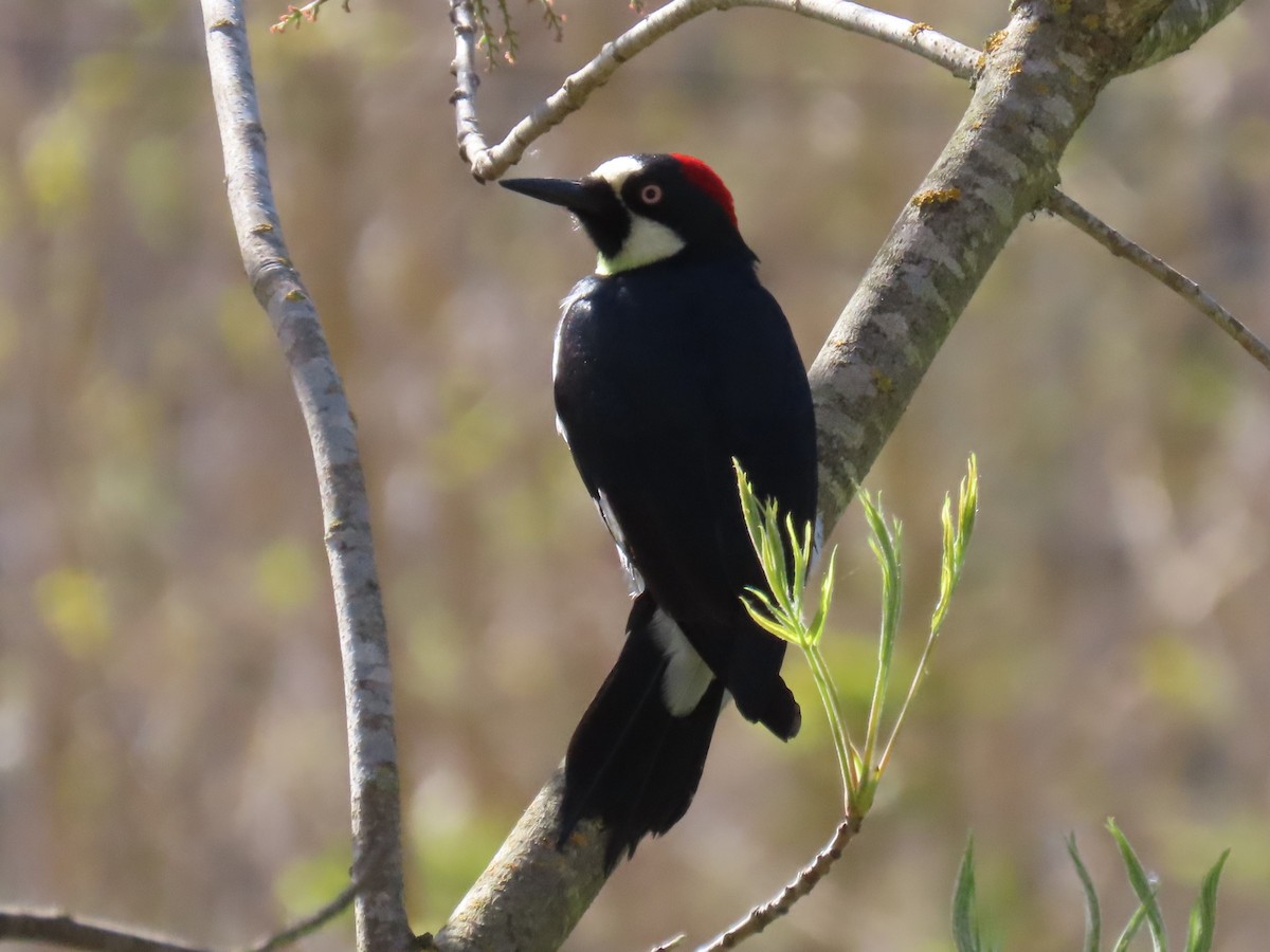 Acorn Woodpecker - Gayle Dangers-Meusel