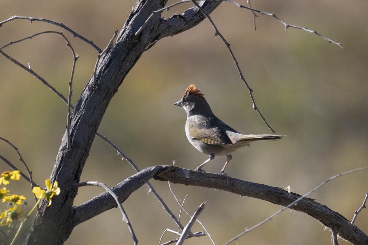 Green-tailed Towhee - Kenny Younger