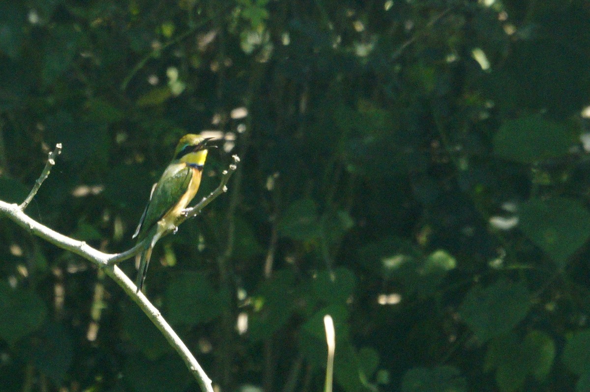 Little Bee-eater - Mike Pennington