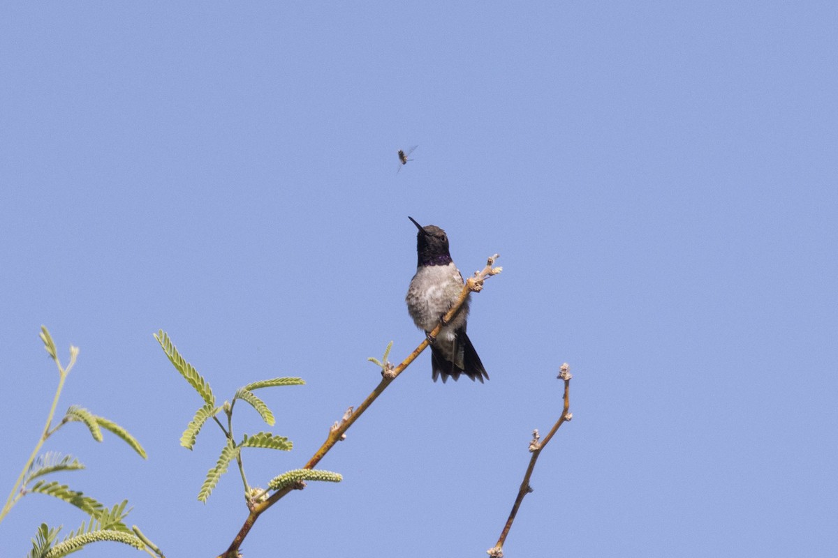 Black-chinned Hummingbird - ML618912036