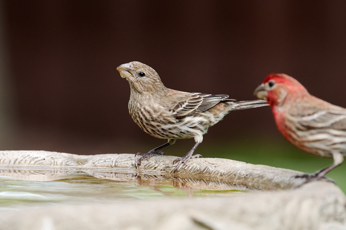 House Finch - Charlie Shields