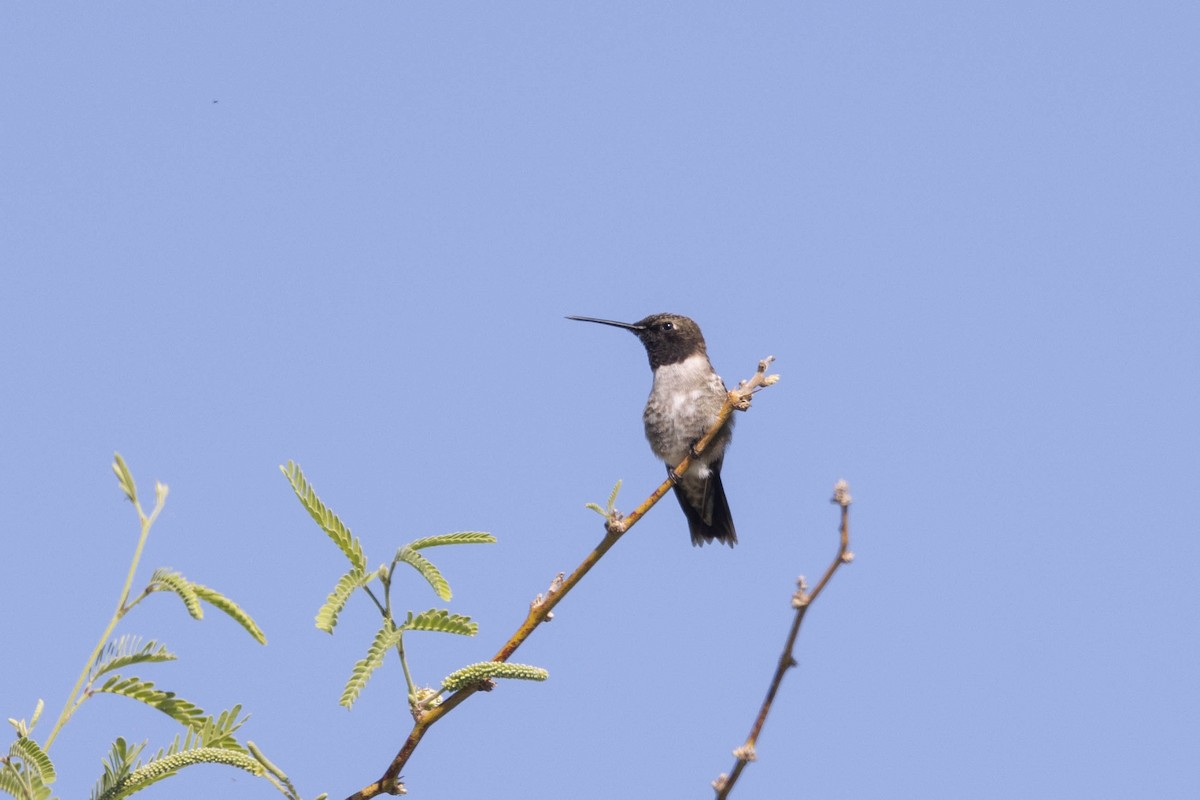 Black-chinned Hummingbird - ML618912079