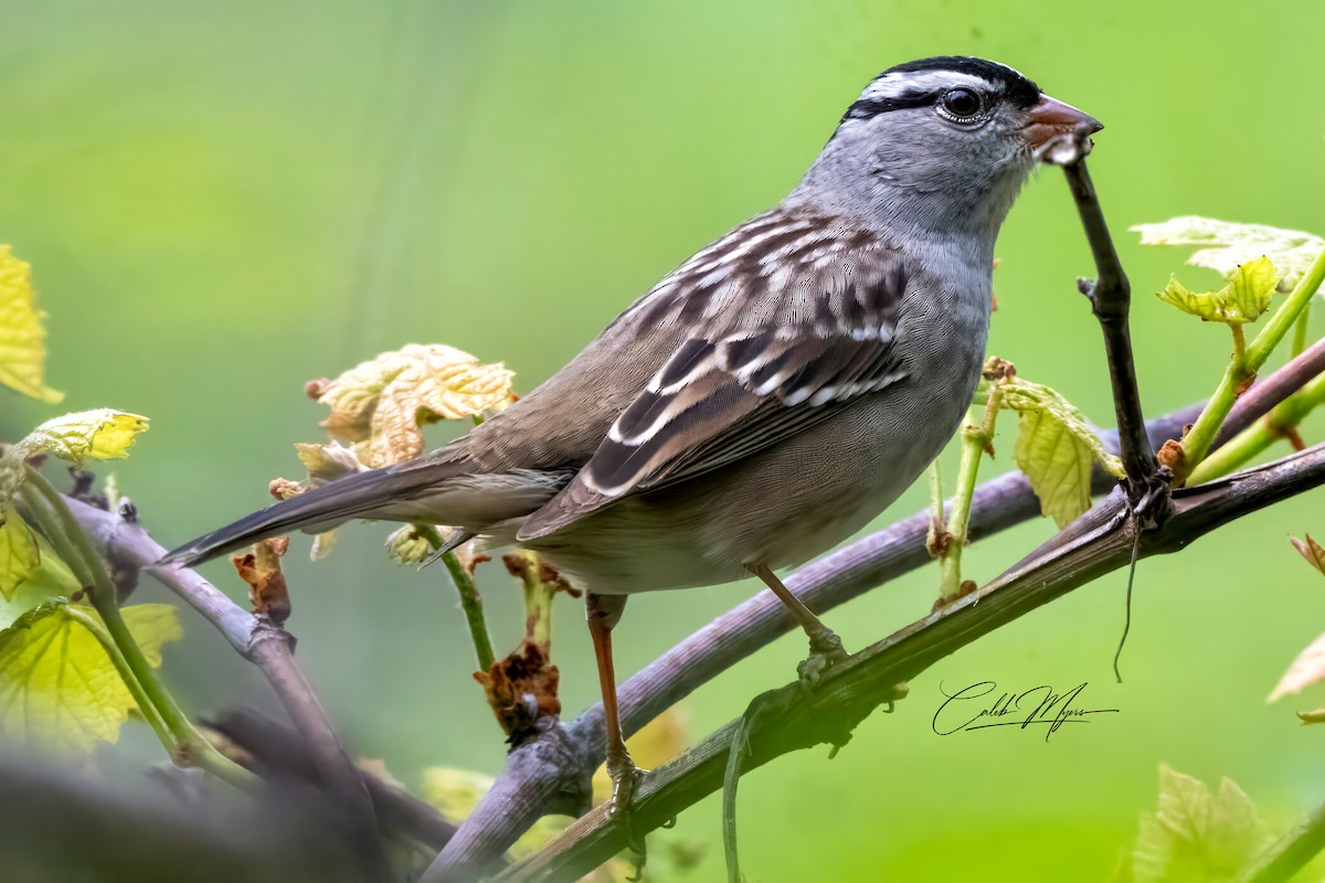 White-crowned Sparrow - ML618912110