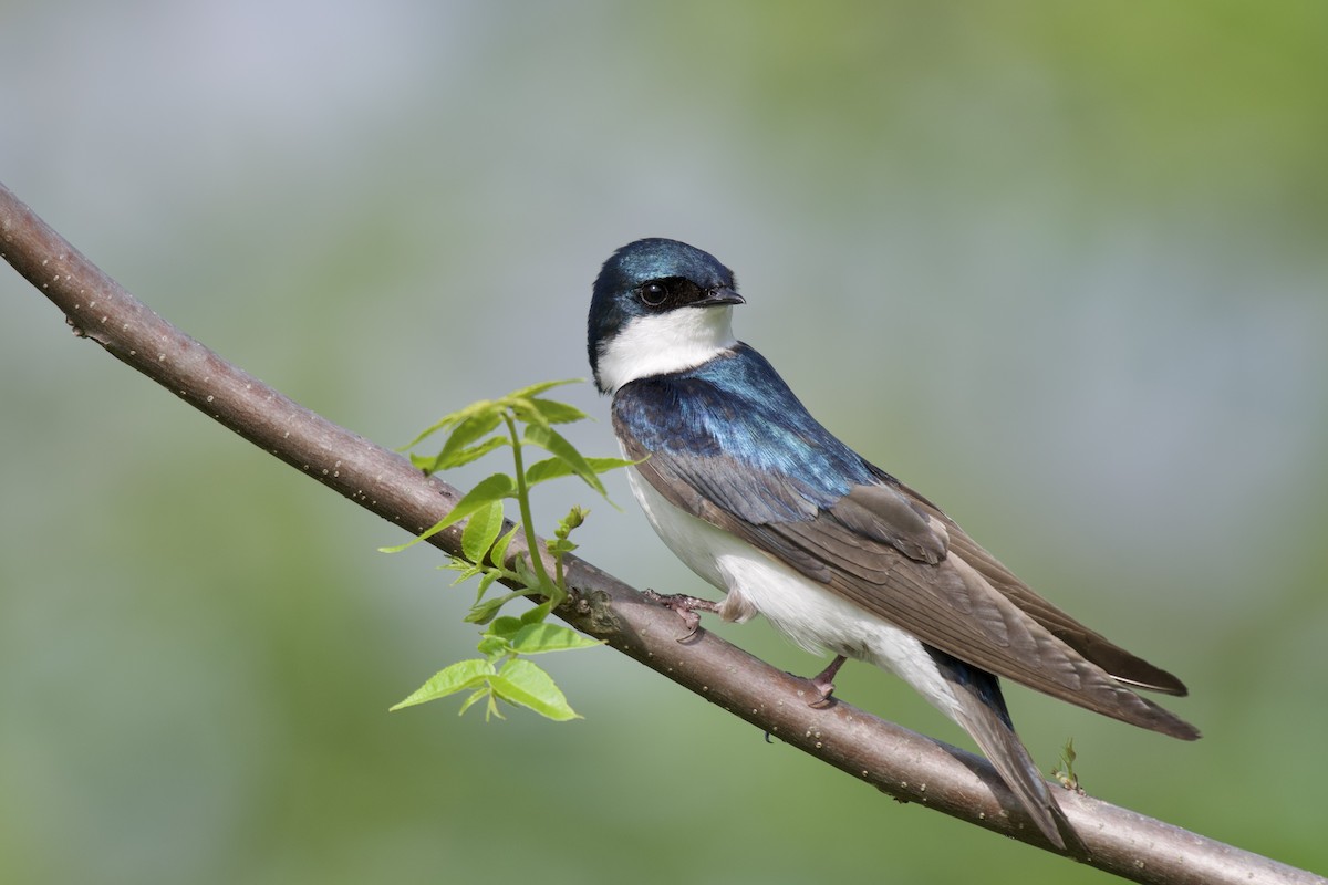 Tree Swallow - Alden Dauby
