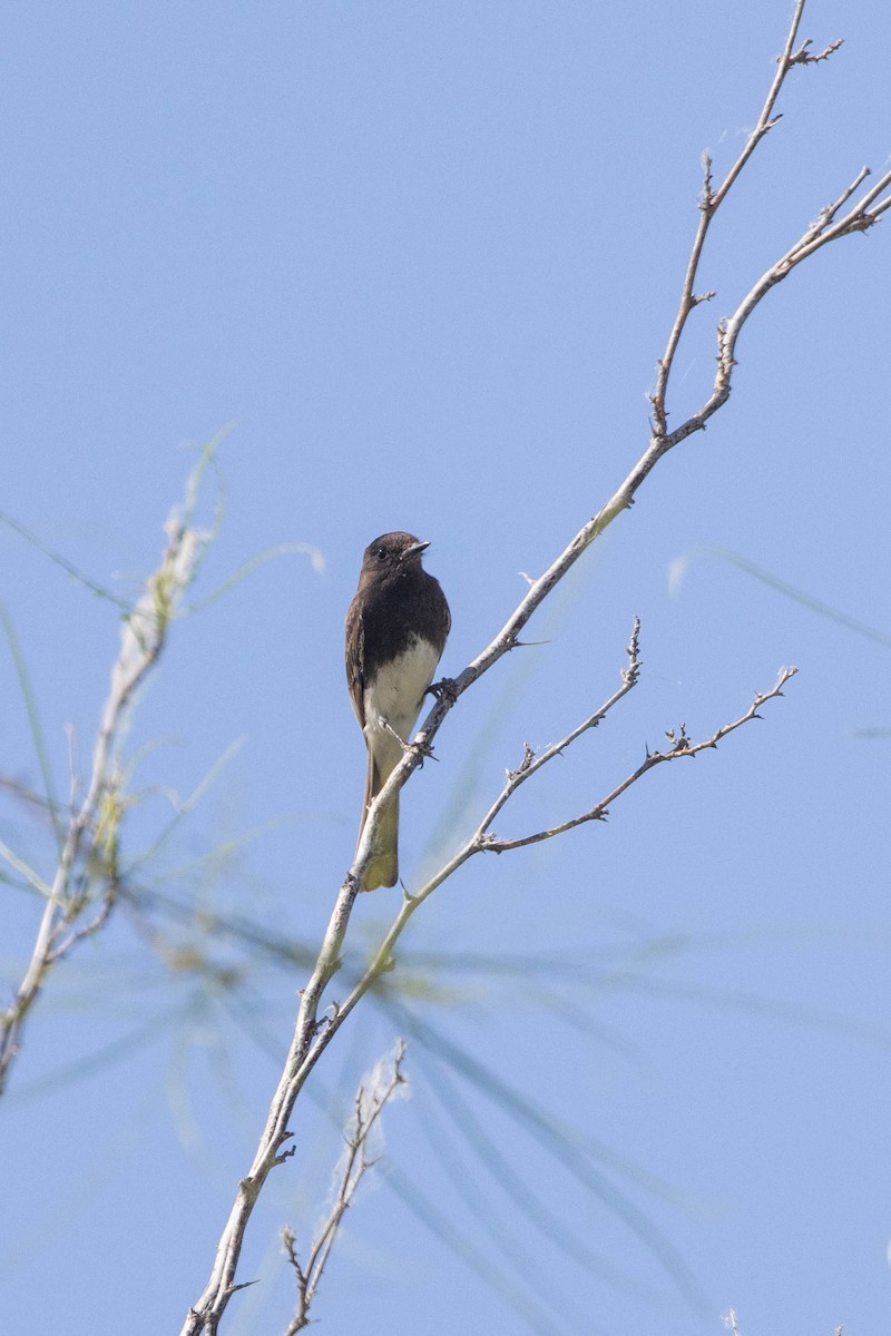 Black Phoebe - Kenny Younger
