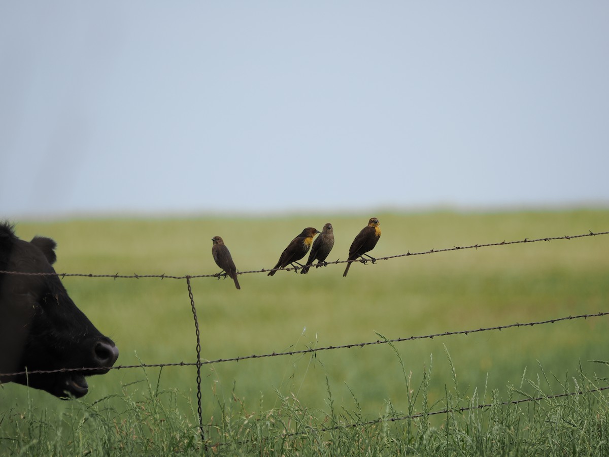Yellow-headed Blackbird - Debra Halter