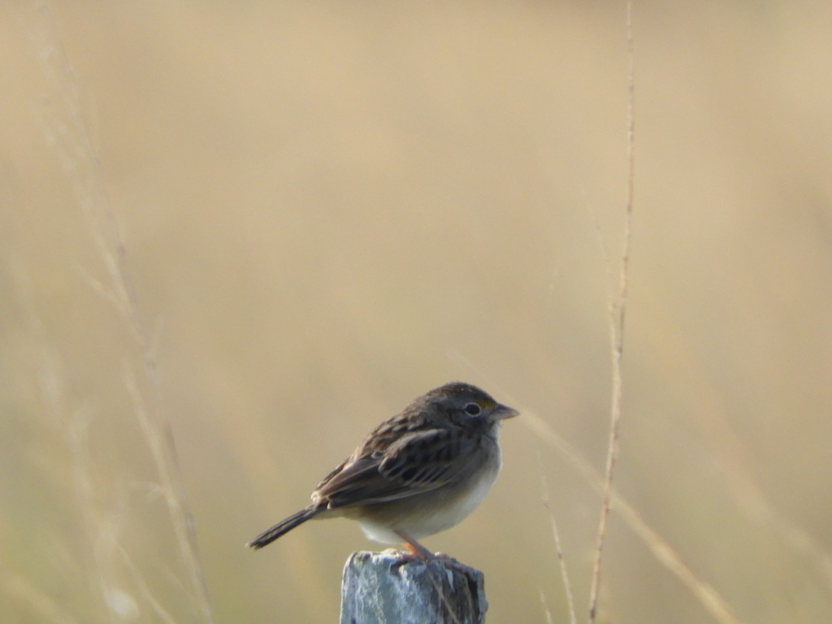 Grassland Sparrow - ML618912185