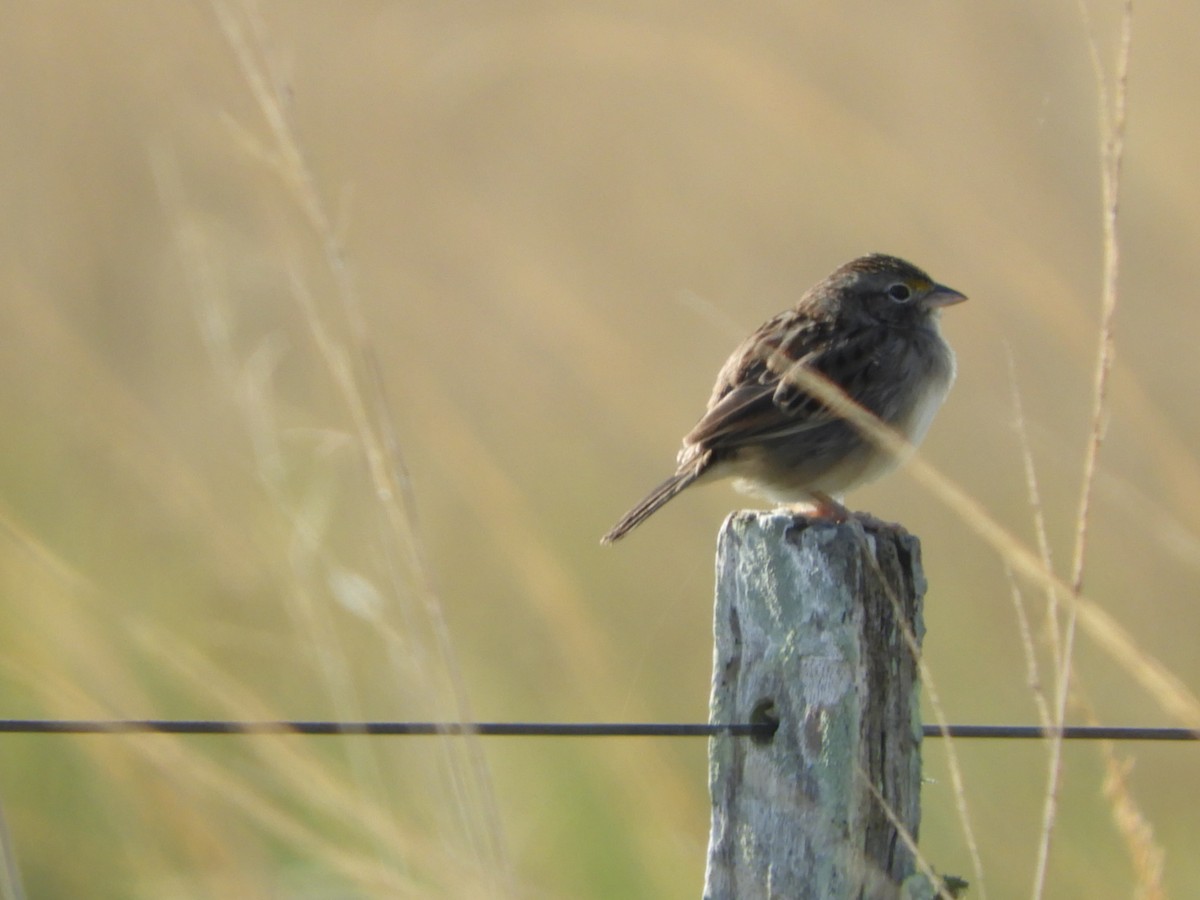 Grassland Sparrow - ML618912186