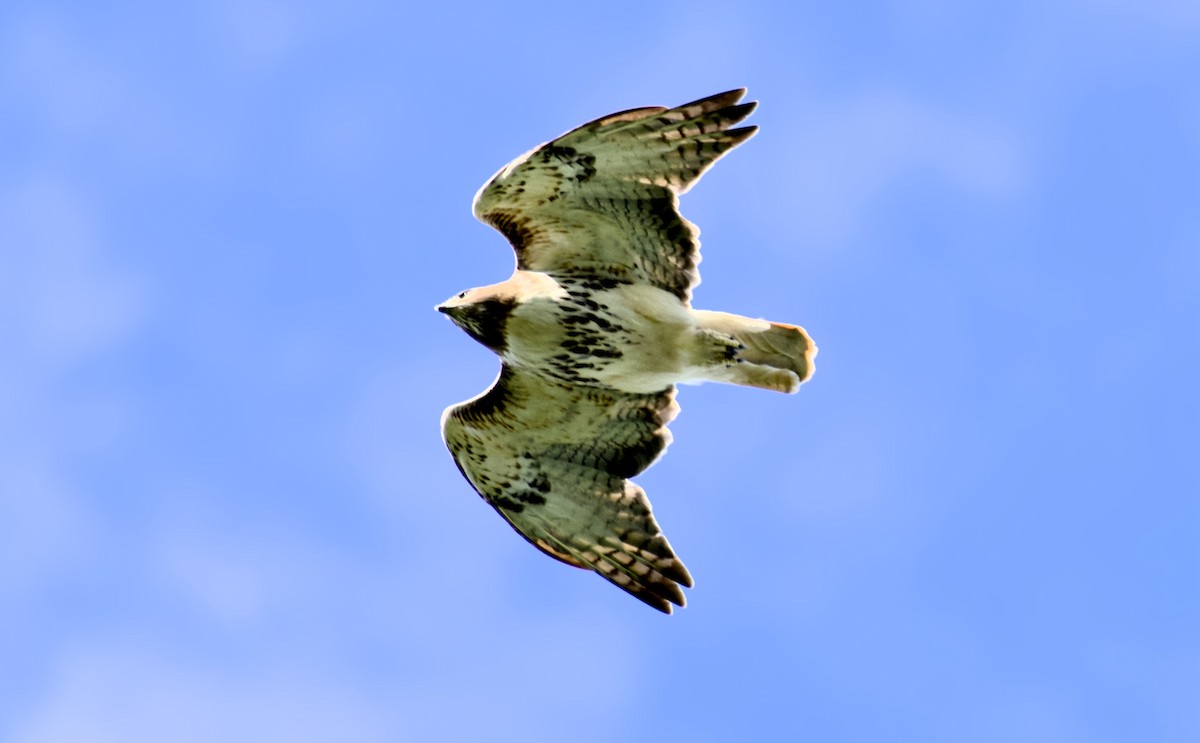 Red-tailed Hawk - Rickey Shive