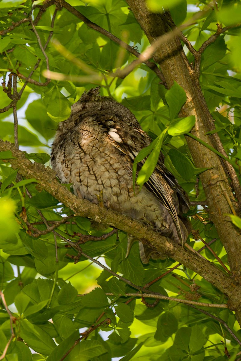Eastern Screech-Owl - Steve Burkholder
