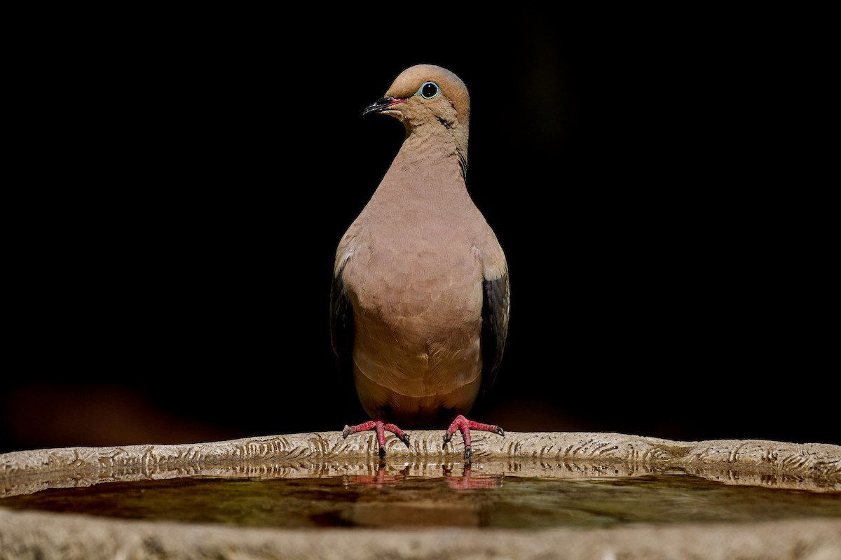 Mourning Dove - Charlie Shields
