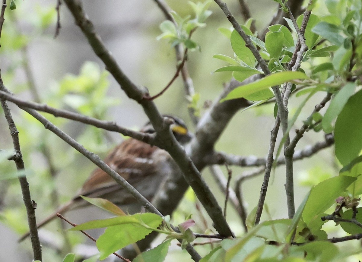 White-throated Sparrow - ML618912223