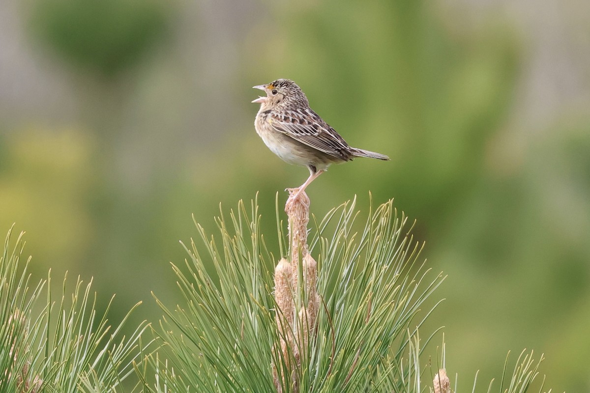 Grasshopper Sparrow - ML618912235
