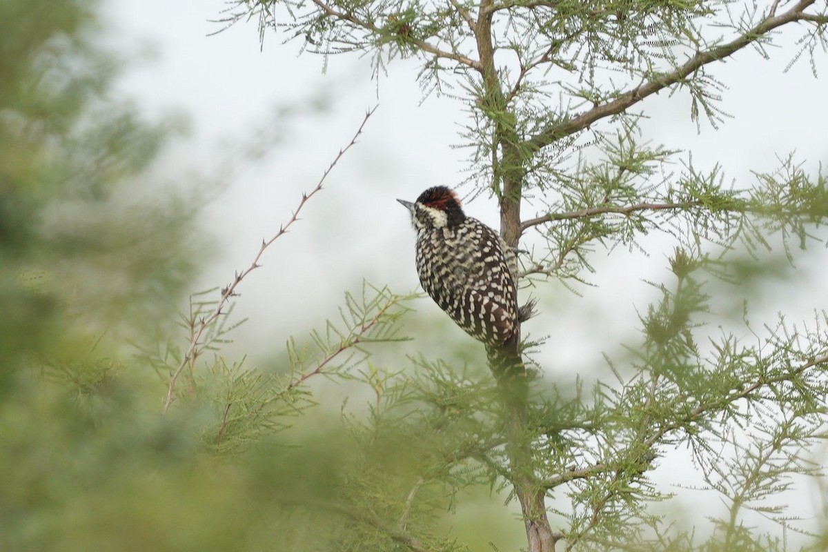 Checkered Woodpecker - Jorge Claudio Schlemmer