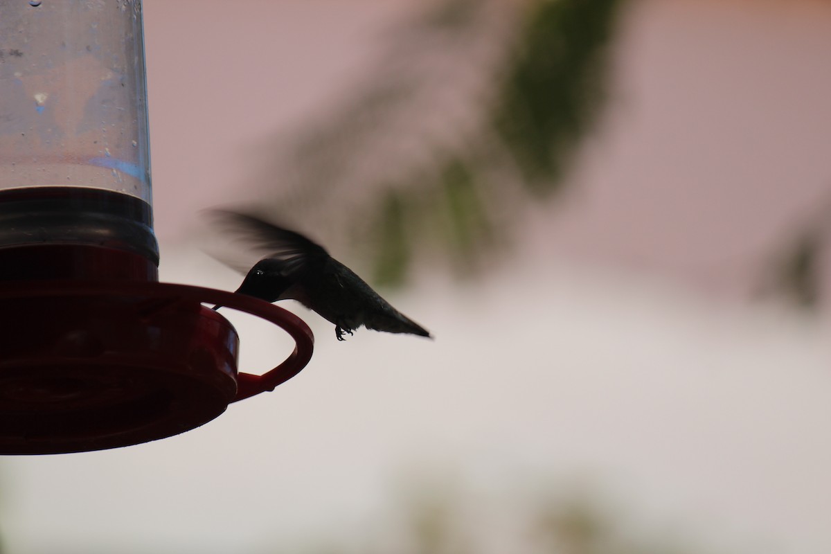 Costa's Hummingbird - ML618912253