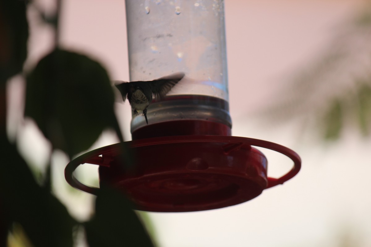 Costa's Hummingbird - ML618912254
