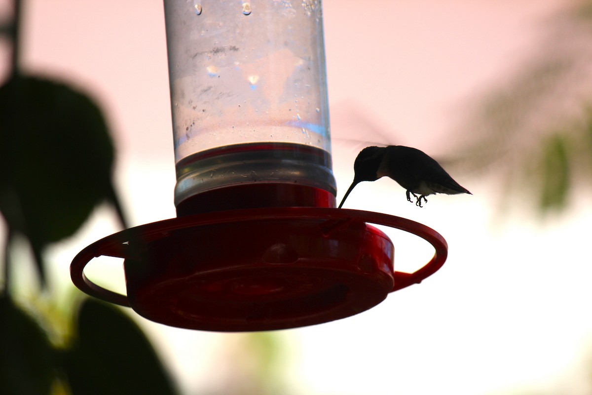 Costa's Hummingbird - ML618912255