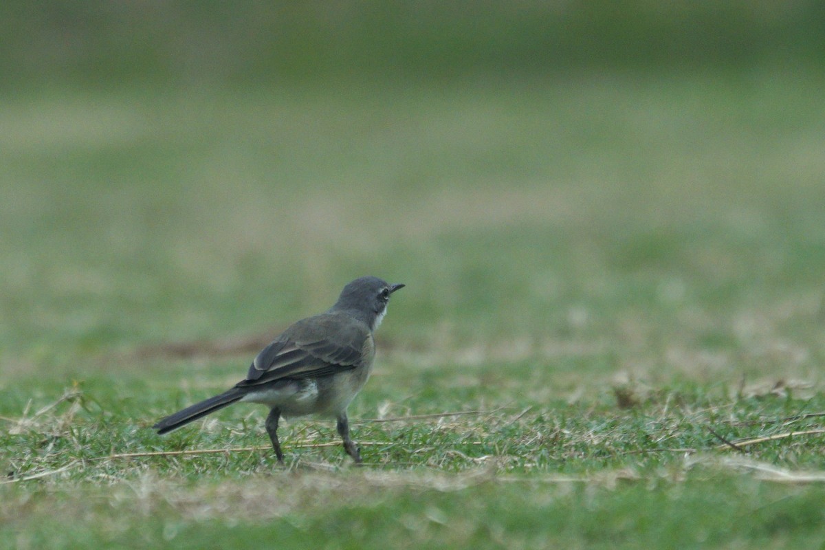 Cape Wagtail - ML618912281