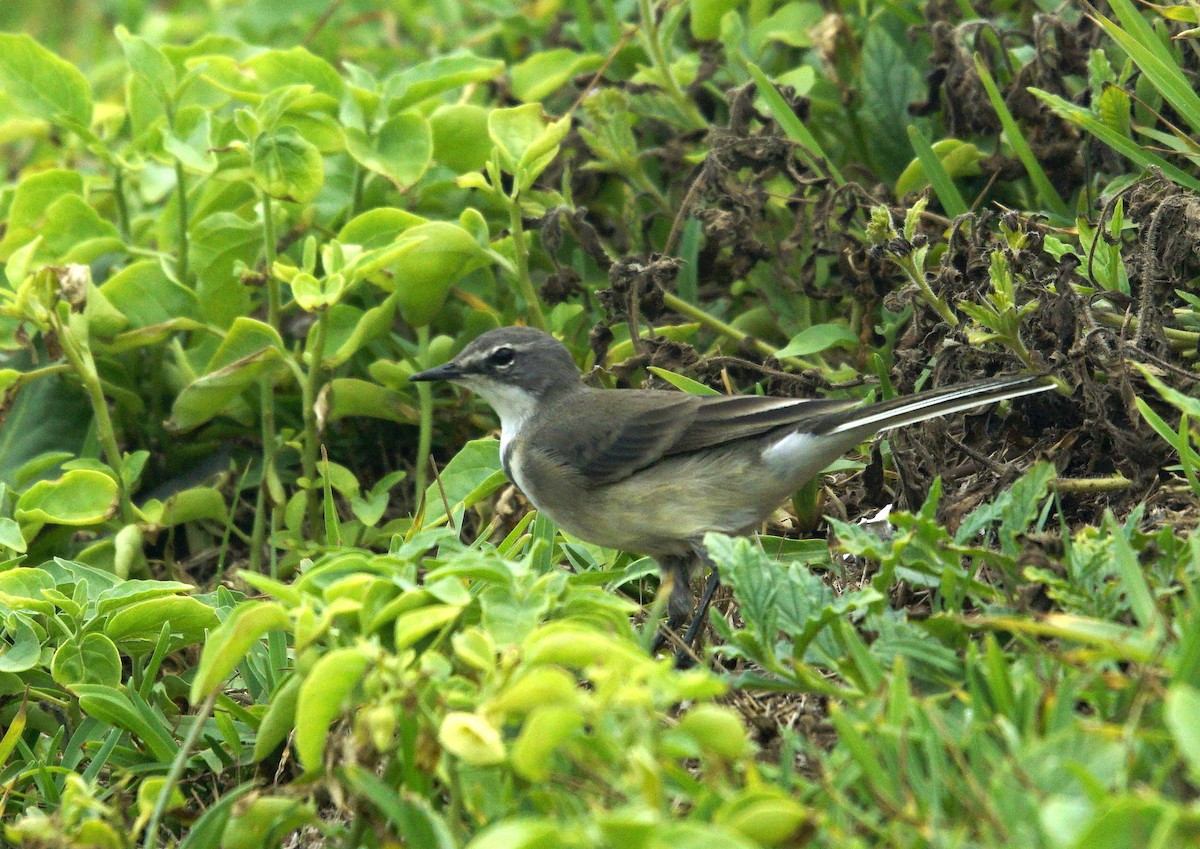 Cape Wagtail - ML618912282